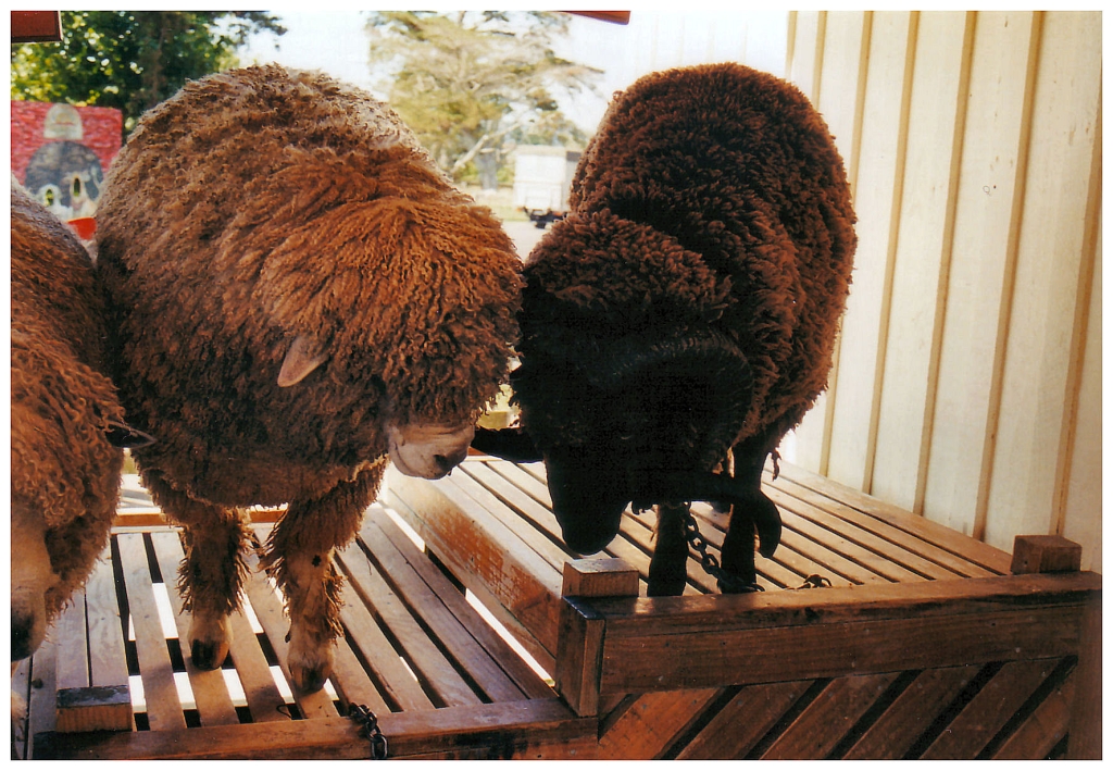 06 - New-Zealand (5).jpg